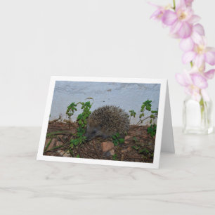 Hedgehog in Garden Portrait Card