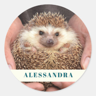 Hedgehog in Hands Photo Classic Round Sticker