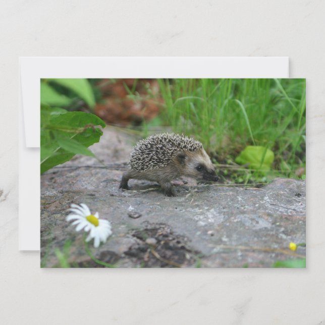 Hedgehog invitation - customise (Front)