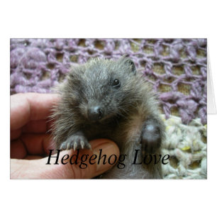 Hedgehog Love Card