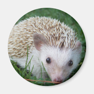 Hedgehog Magnet