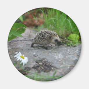 Hedgehog magnet - customizable