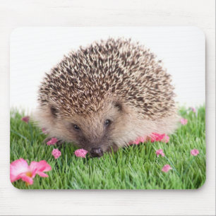 hedgehog, mouse mat