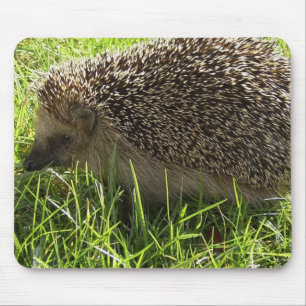 Hedgehog Mouse Pad