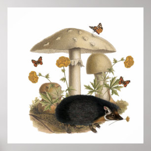 Hedgehog Mushroom Botanical Illustration Collage Poster