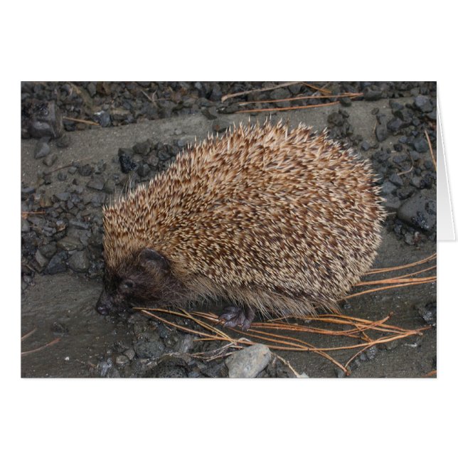 Hedgehog On Tiny Black Rocks (Front Horizontal)