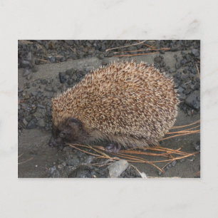 Hedgehog On Tiny Black Rocks Postcard