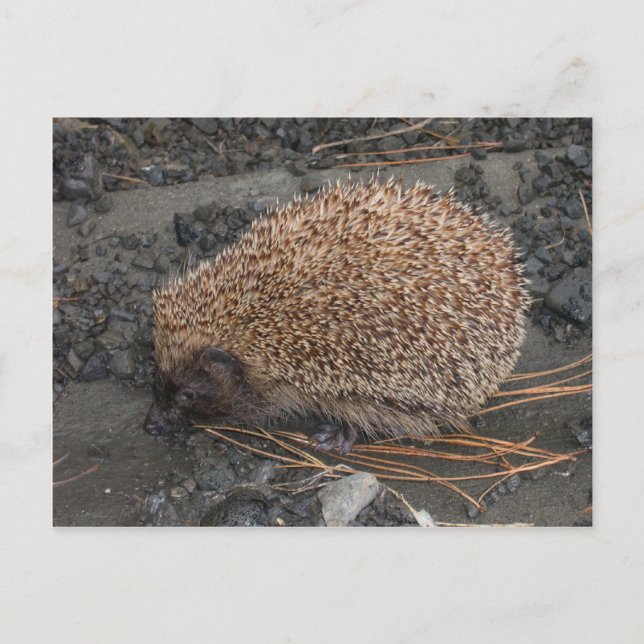 Hedgehog On Tiny Black Rocks Postcard (Front)