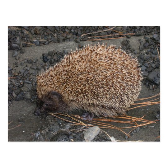 Hedgehog On Tiny Black Rocks Postcard