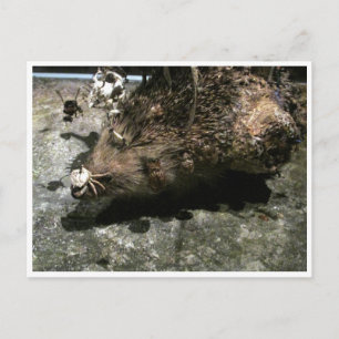 hedgehog postcard