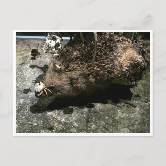 hedgehog postcard (Front)