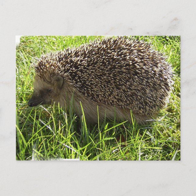 Hedgehog Postcard (Front)