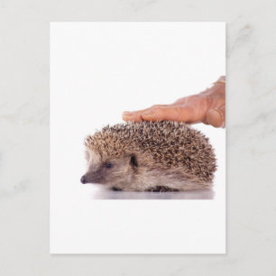 Hedgehog, Postcard