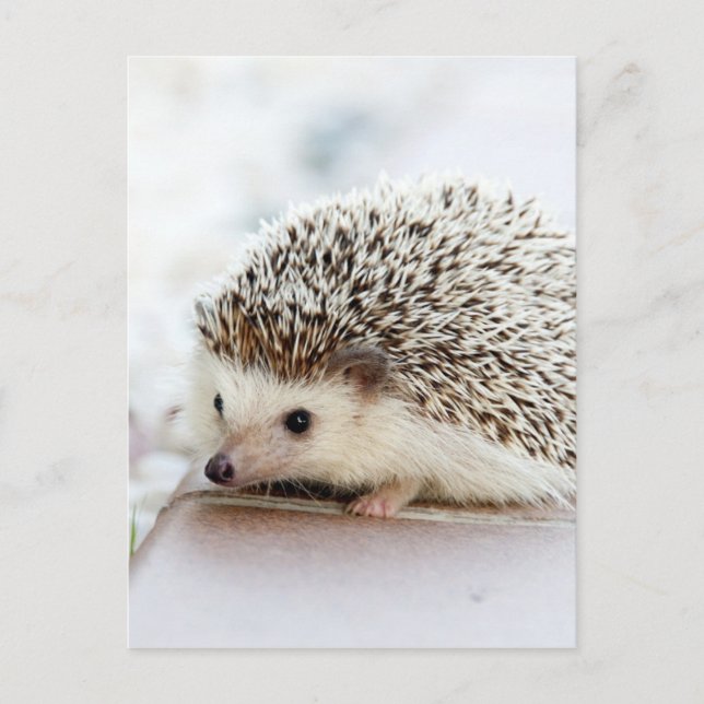 Hedgehog Postcard (Front)