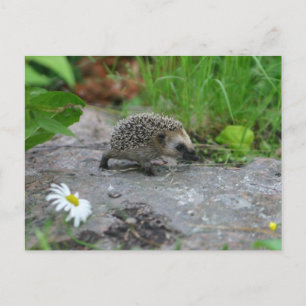 Hedgehog postcard