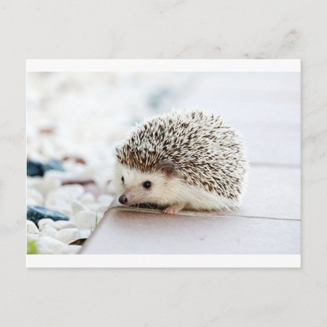 Hedgehog Postcard (Front)