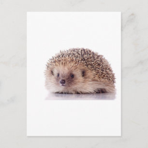 Hedgehog, Postcard
