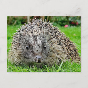 Hedgehog Postcard