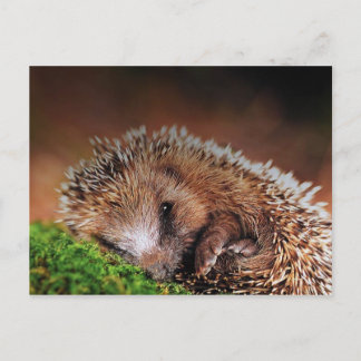 HEDGEHOG POSTCARD