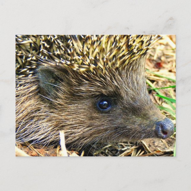 Hedgehog Postcard (Front)