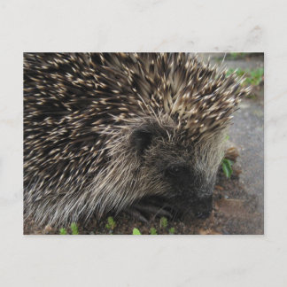 Hedgehog postcard