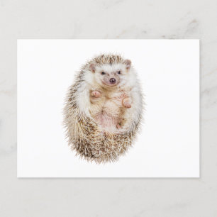 Hedgehog Postcard