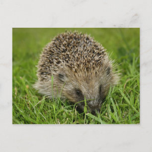 Hedgehog Postcard