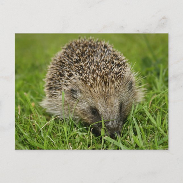Hedgehog Postcard (Front)