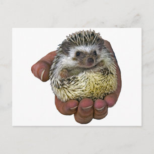 Hedgehog Postcard
