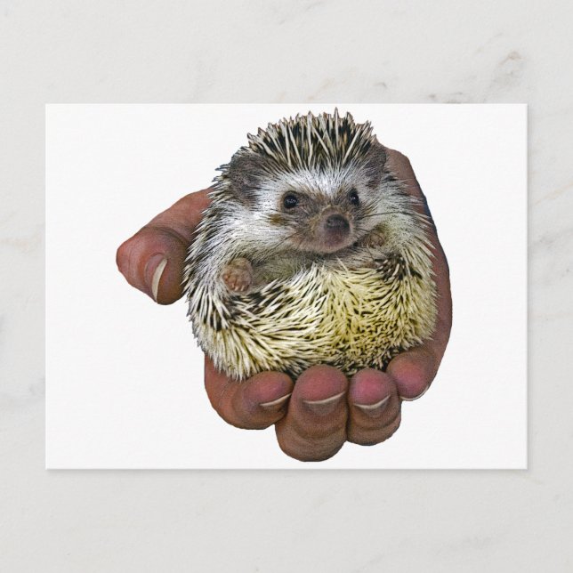 Hedgehog Postcard (Front)
