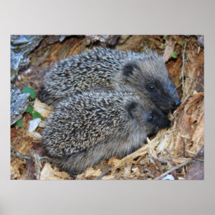 Hedgehog Poster