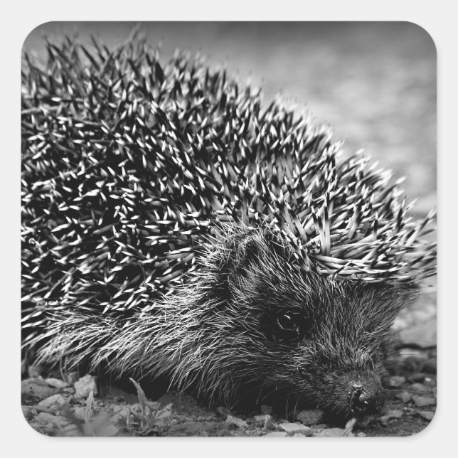 Hedgehog Square Sticker (Front)