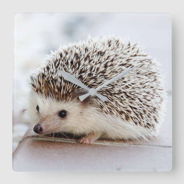 hedgehog square wall clock (Front)
