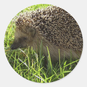 Hedgehog Stickers