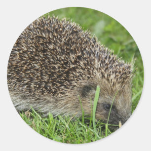 Hedgehog Stickers