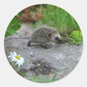 Hedgehog stickers - customizable