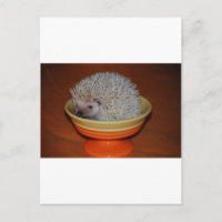 Hedgehog Sundae