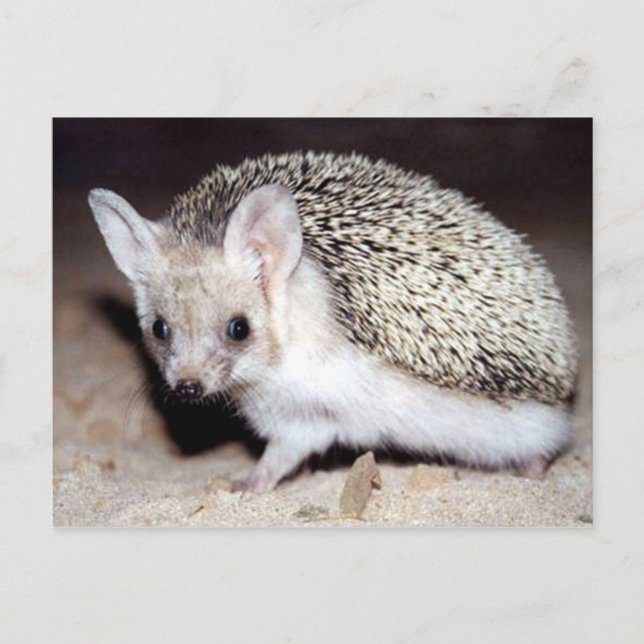 Hedgehog - The Spiny Mammal Postcard (Front)