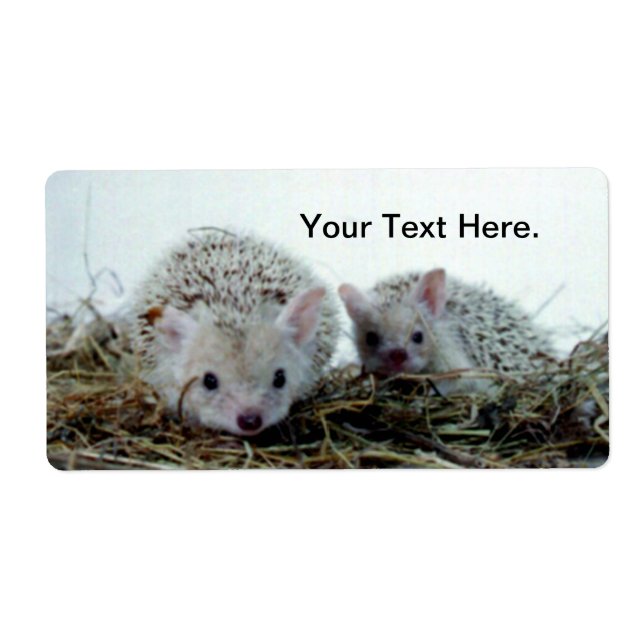 Hedgehogs as Pets (Front)
