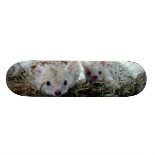 Hedgehogs as Pets Skateboard