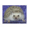 hedgehogworld postcard