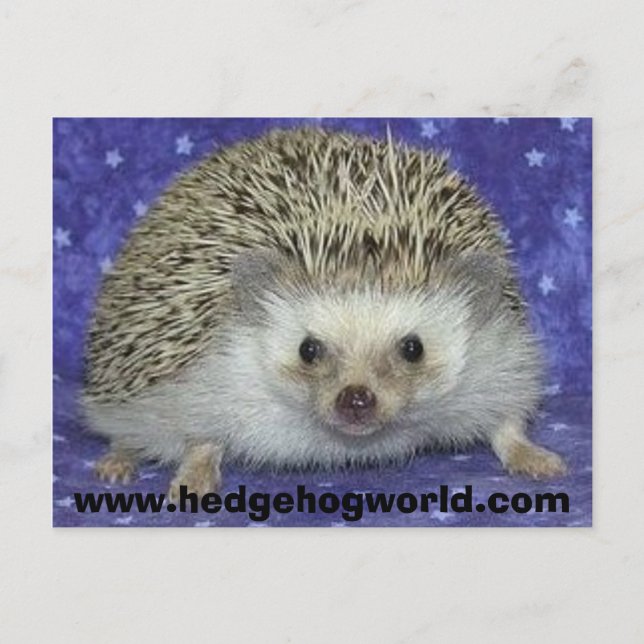 hedgehogworld postcard (Front)