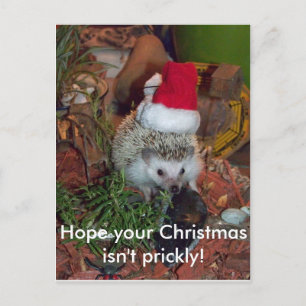 Hedgie the Hedgehog wishes you a Merry Christmas Holiday Postcard