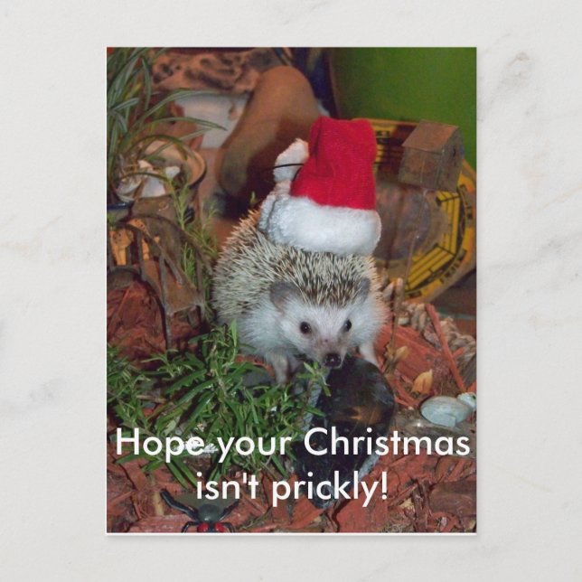 Hedgie the Hedgehog wishes you a Merry Christmas Holiday Postcard (Front)