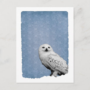 Hedwig 2 postcard