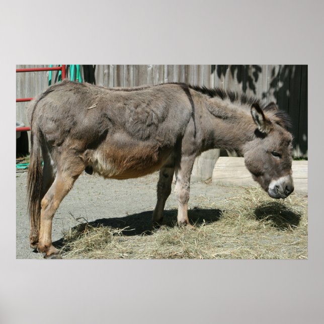 HeeHaw Poster (Front)