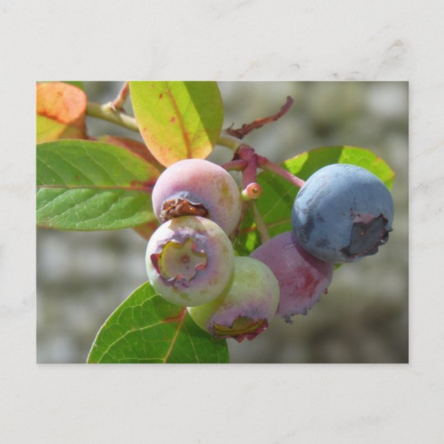 Heidelbeere Postkarte Postcard (Front)