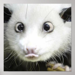 Heidi The Cross Eyed Opossum Poster