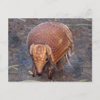 Helaine's Armadillo Postcard