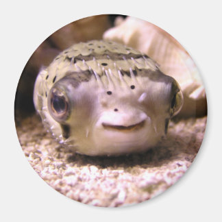 Helaine's Blowfish Pufferfish Magnet